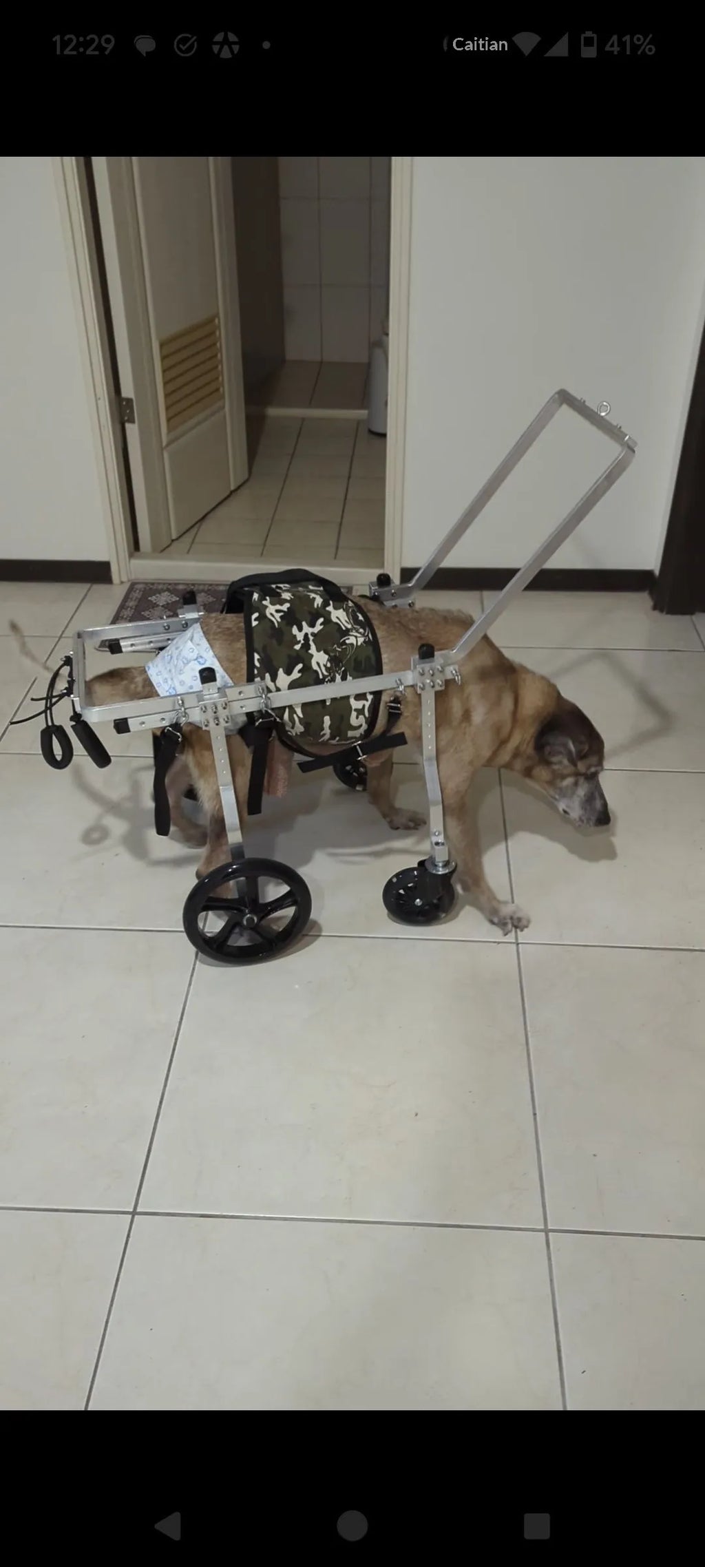 ARSE Hind Limb Wheelchair for Large & Senior Dogs