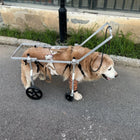 ARSE Hind Limb Wheelchair for Large & Senior Dogs