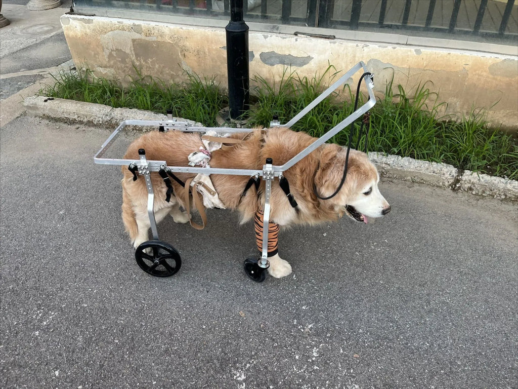ARSE Hind Limb Wheelchair for Large & Senior Dogs