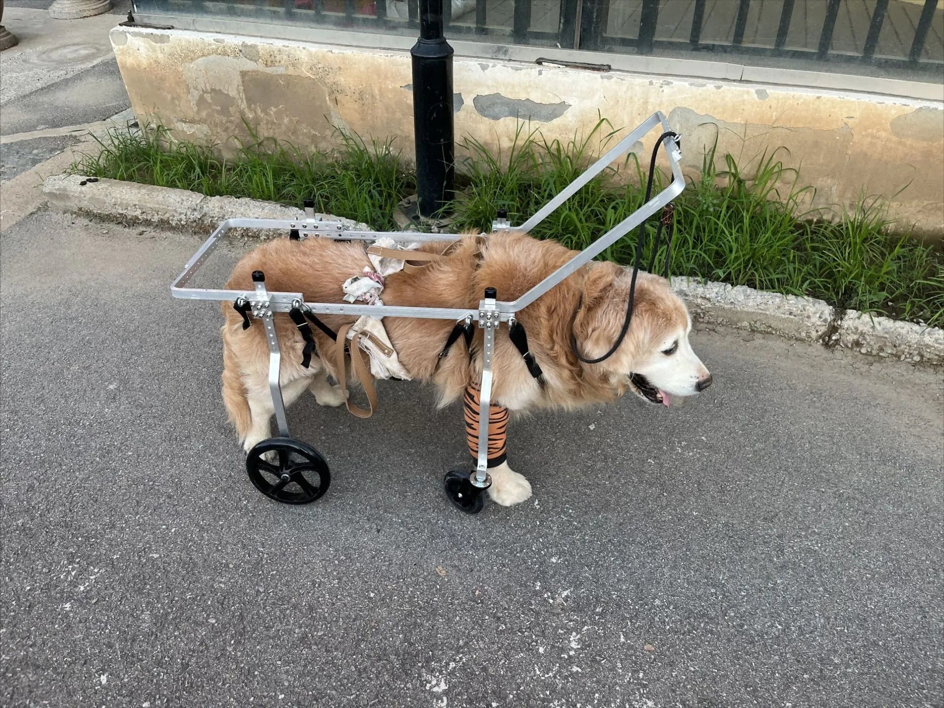 ARSE Hind Limb Wheelchair for Large & Senior Dogs