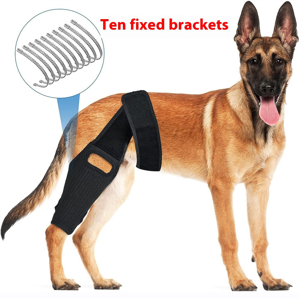Cruciate and Stifle Knee Joint Support Brace on dog with stabilizing harness strap